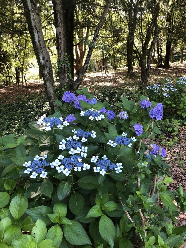 咲いていました！