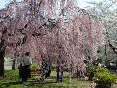 　次に訪れたのが、喜多方市にある『日中線記念自転車歩行者道』のしだれ桜並木です。