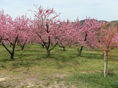 　「飯坂温泉　花ももの里」は、宇都宮大学農学部元教授の吉田雅夫氏の指導により、共同研究として市有地に花ももを植栽したことに始まります。