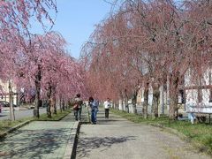 　三分咲きでも「桜のトンネル」という雰囲気を感じました。しだれ桜が満開になった暁には絶景スポットになることを予感させます。