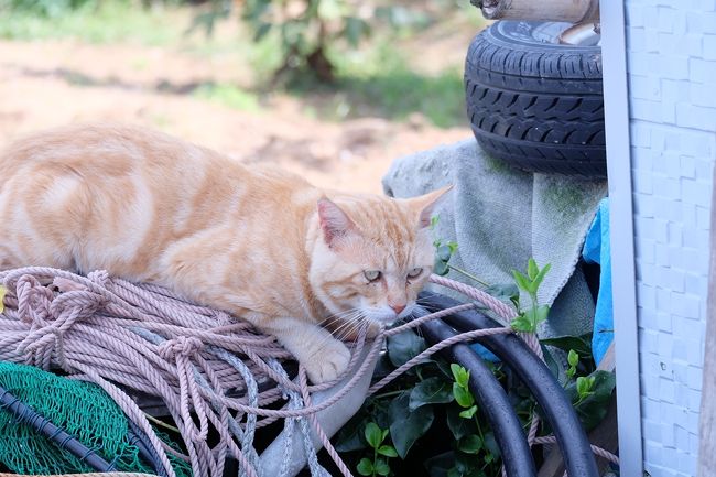 猫と人間たちが上手に共存している猫島 相島 博多 福岡県 の旅行記 ブログ By ゆかちん さん フォートラベル