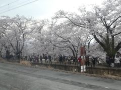 あ、まだ桃より桜だわ。
勝沼ぶどう郷駅はちょうど桜の真っ盛り。
旧勝沼駅のホームの甚六桜のお花見客がいっぱい。