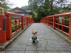 さくだ、ご主人のご厚意で車おいたままお散歩いっといでとお声がけいただき
竹林の小径へ。