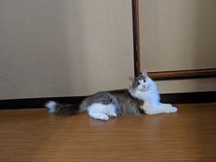猫と過ごすバリ風民宿MEONG 楽宿白浜店