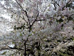 歩くのは嫌だと言う母を車で伊豆山神社（ぐるっと回るので歩くのと同じ位の時間が係る）に向かいます。境内の駐車場には早咲きの桜が咲いてました。思わぬ桜に皆喜んでました。