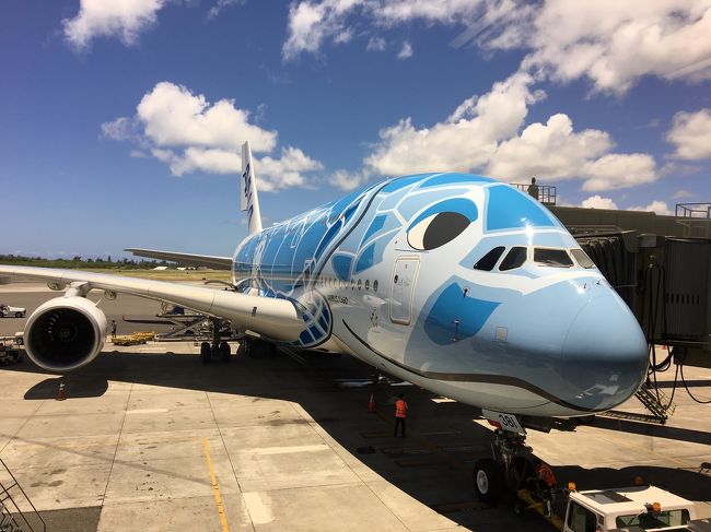 帰りの機体は青い海ガメでした