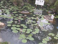 睡蓮も育てていて、すごく情緒のある地獄です。