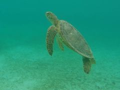 さあ新城海岸でシュノーケリングです！
新城海岸ではウミガメに会えました！
ビーチに向かってだいぶ左側に行ったところに2匹いましたよ。
2年ぶり2回目の新城海岸ですが、やっぱりここのビーチはいいですね！
海の家の人も親切ですし、2年前にはなかったトイレが新しく出来ていて綺麗でした。

ビーチ設備
・駐車場無料（30台くらい？）
・駐車場有料（1000円、50台くらい？）
・トイレあり（新しくできて比較的綺麗、バリアフリートイレあり）
・シャワーあり（ただし屋外、温水ではない、シャンプーなど使用禁止）
・シュノーケルレンタルあり（シュノーケルグッズ、ラッシュガード、ライフジャケットなど）
・食事あり（海の家やフードトラックなど）
・パラソル（有料と無料あり、イス付だけどビーチチェアのように寝そべるチェアではなく普通のイス）

新城海岸の詳しい口コミはTripAdvisorの方に書いてます。（ユーザー名：@LuvFlying1973）

