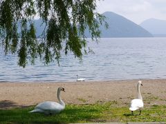 白鳥が結構な数、おりましたが、近ずくと威嚇してきます・・可愛くないよ