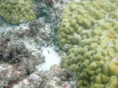 あまり期待はしていなかったのですが、ちらほら珊瑚がありましたし、魚もいました。