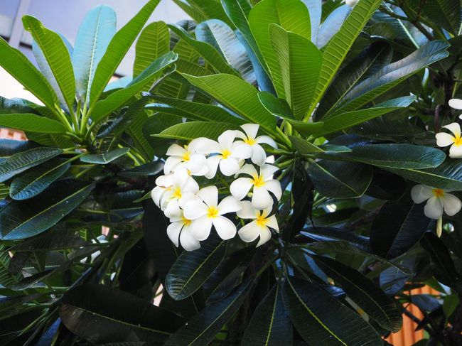 一休みした後、夕方からお散歩＆夕食に出かけました。早速プルメリアを見つけて妻も娘も大興奮。