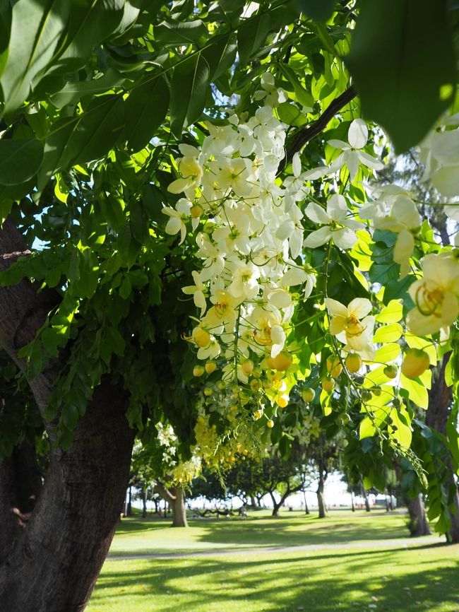 今回のハワイ滞在中によく見かけたきれいなお花。名前が分かりませんでしたが、ほかの季節に行った時には見たことがないお花だったので、夏だけのお花なのでしょうか。蘭の一種のようなお花で、藤のように上から垂れ下がって咲いているのがとてもきれいでした。