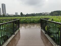 両国を後にして上野公園まで移動しました。
まずは不忍池を散策。
思った以上に蓮だらけで圧巻(笑)
夕方になって気温が上昇したのか上野が暑いのか、雨のせいなのか、かなり不快な湿度と気温。
公園散策には向かない天候で残念。