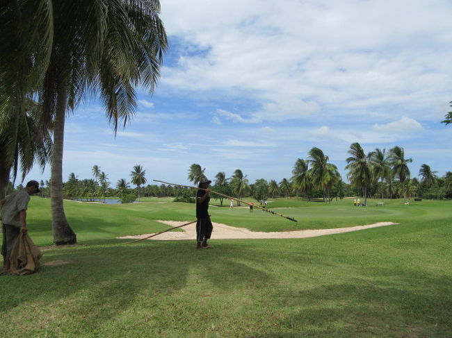 木の先にカマつけてます。<br />椰子の木整備人さん。
