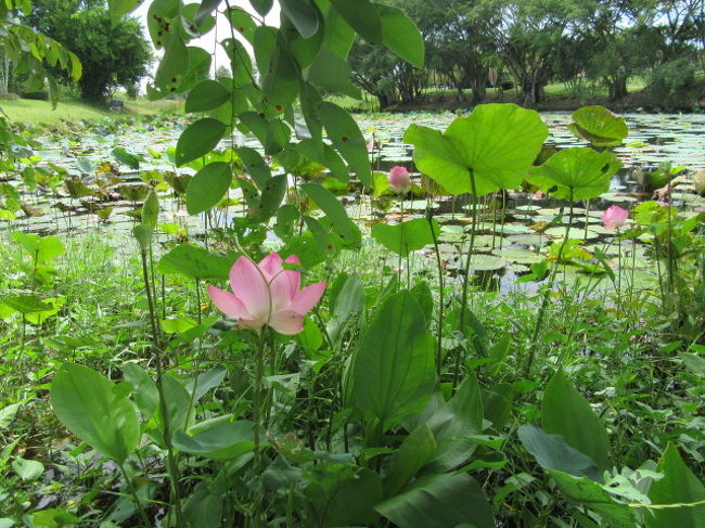 今日は、点数まとまらず。<br />レイアウト分からず、ただ打つだけになってしまった感じ。<br />コースのお花に慰められました。<br />次回は、もう少し、考えてのプレー心がけます。<br />■日本人参加は自分だけの白人グループ。<br />　最後に歌でお別れ送りして頂きました。恐縮です。<br />。。。。。。。。。。。。。。。。。。。。。。。。7月プレー完....................