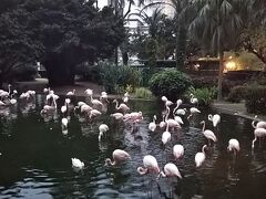 九龍公園までやってきました！
この時点ですでに18時頃なのですが、まだ明るくて嬉しい。

初めてフラミンゴを見た娘は大喜びです。