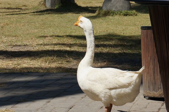 工場の入り口には可愛いガチョウさんもいましたよ！