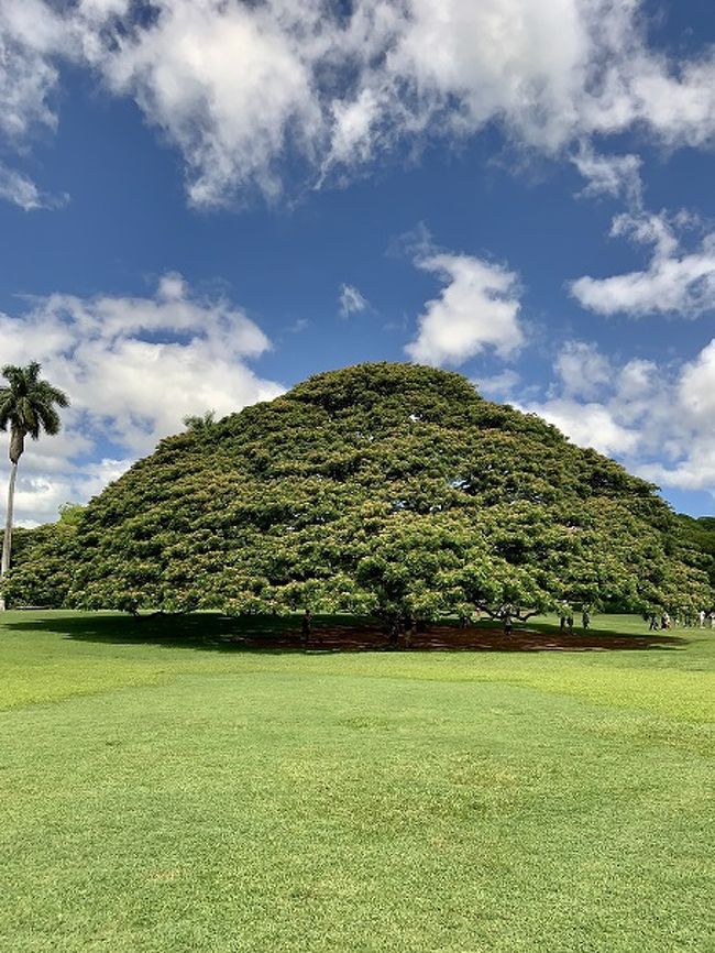 2日目<br />OLIOLIスニーカーでオアフ島縦断します<br />モアナルアガーデンへ<br />日本で有名な木ですね～<br />