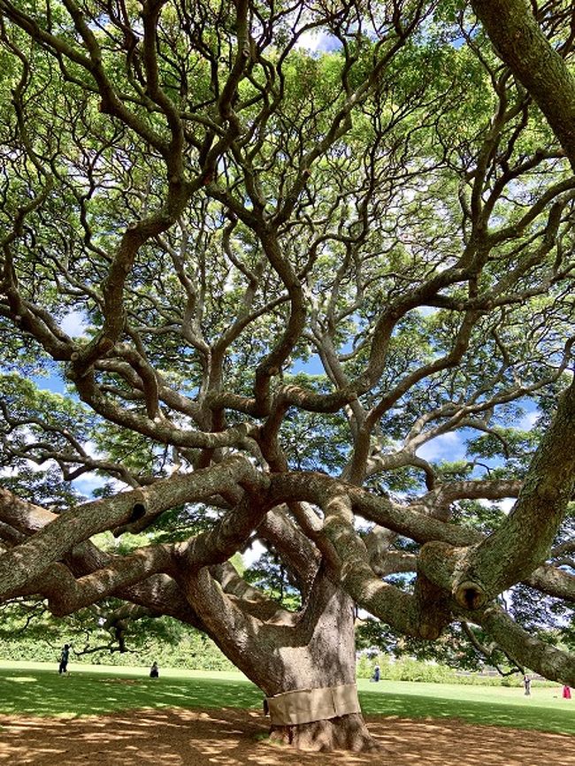 木の中心はこんな感じ