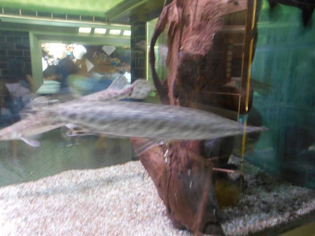 北米に多い淡水魚