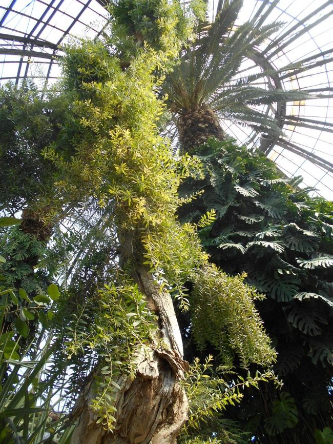 ド－ムの熱帯雨林