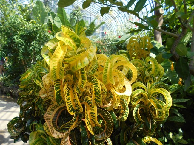 水らしい樹、観葉植物にしたい