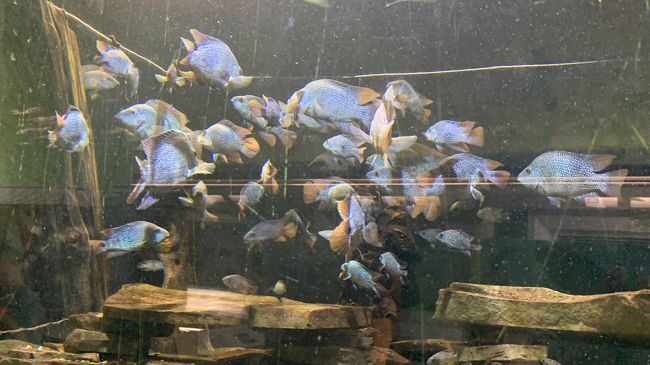 青い中程度の魚