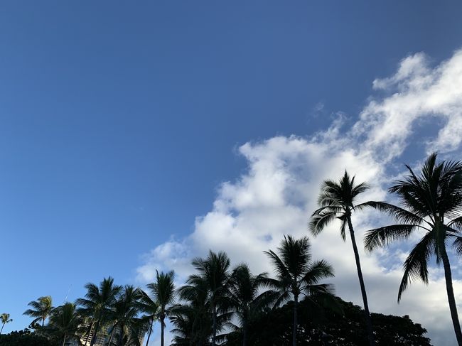 公園内を散策しました。椰子の木がいい感じ！