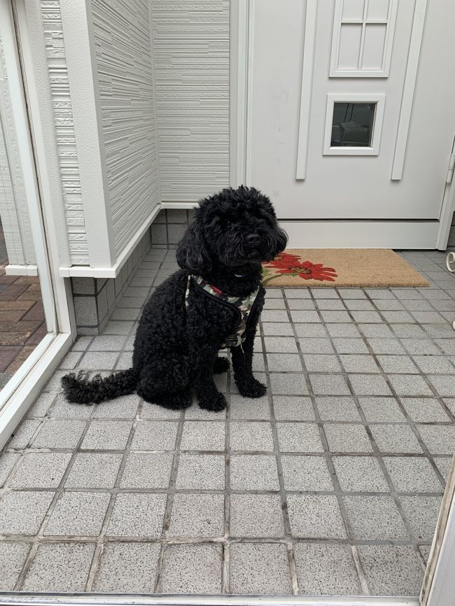 疲れてたので愛犬トトちゃんを翌日迎えに行くとご機嫌ナナメな様子（笑）<br />それでも、すぐに飛びついてきました。<br /><br />これにてハワイ旅行2019は終了です。旅行記を書き上げるのにひと月かかってしまいました(^_^;)<br /><br />1ヶ月たちましたが、また、直ぐ行きたくなるほどハワイは魅力的なところだと思います。<br />来年は無理でも2年後には行けるように、頑張ってマイル貯めなきゃ！<br /><br />拙い旅行記にお付き合い下さいまして、ありがとうございました。マハロ！