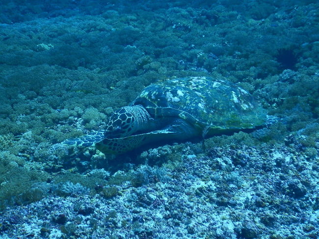 3本目は中性浮力の講習。比較的浅い海域でリラックスしながらダイビングできた。大好きなウミガメがいた。