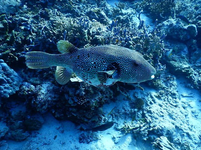 2本目はボートダイブ。お洒落で大きなフグがいた。