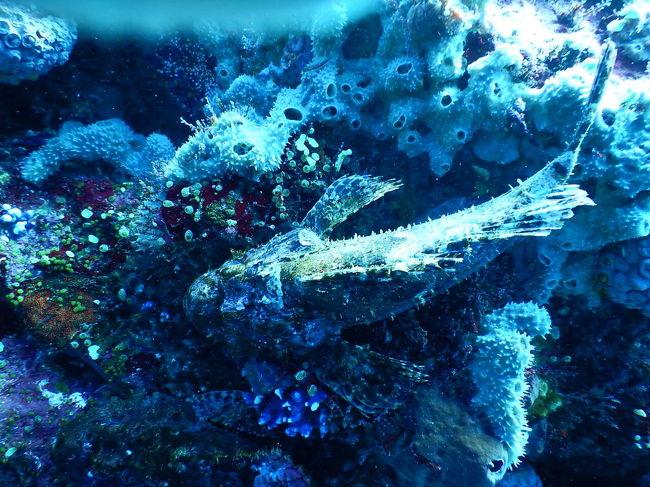 透明度抜群の海でディープダイビングの講習。イルカ4匹も出たのだが、あいにくシャッターチャンスを逃してしまった。