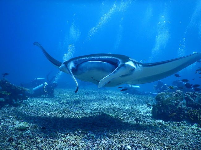 2本目はドリフトダイブ。マンタスポットに移動してさっそく大きなマンタが見れた。