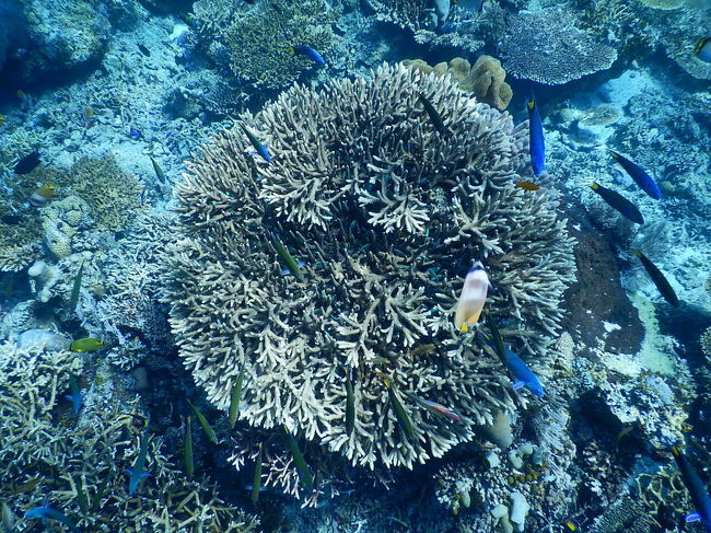 コーラルの周りにカラフルな小魚がいっぱい。