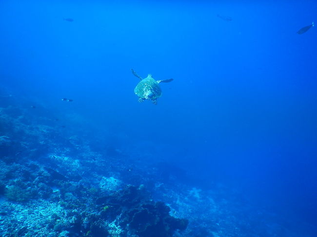 3本目はとてもリラックスしてダイブできた。