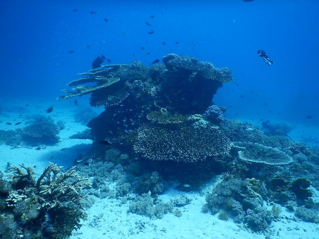 天然のアクアリウム