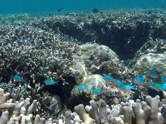 翌日はシギラビーチでシュノーケリング！（新城海岸の写真が少なくてごめんなさい！）

シギラビーチは砂浜からエントリーするよりも、海に向かって左側の駐車場の方から海に入る階段がいくつかあるのでそっちからエントリーするといいです。

2年前来たときよりもサンゴがだいぶ死んでたのが残念・・・
もう数年したら全滅してしまうのだろうか・・・
