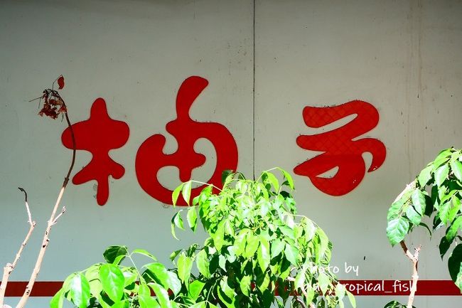 朝食はホテルから歩いてすぐの路地にある早餐店へ。<br /><br />店内には香港人のグループが数組と台湾人の家族がいました。なんか西門町、香港人多いんですけども！！