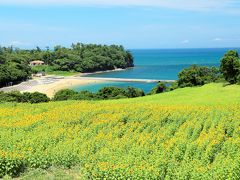 ＜花について＞
岬に広がる段々畑、幹線道路脇の広大な畑。これらは昔、この地で栄えたタバコ栽培の畑や生活の為のイモ・麦等の畑でしたが、後継者不足や作り手の高齢化などにより耕作を放棄され、荒地と化していました。
そんな中、「キャンプ場へと続く道に花を植えましょう」と、地元ボランティアの方々が動き出しました。開墾は毎年続き、今では１６,５ｈａもの畑を有し、なお広げています。