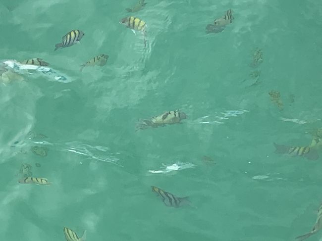 パンがなくなると解散していきます。<br />現金な魚たちです。笑