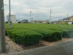 静岡といえばお茶でしょう。ビジネスの滞在場所、牧之原台地の広大な茶畑。