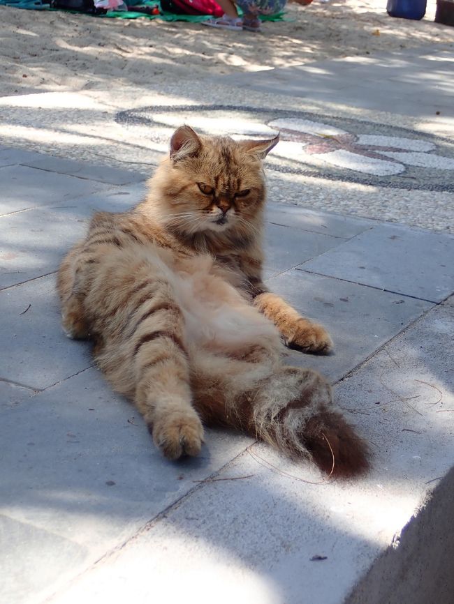 やっとタートルビーチに到着。ビーチにはこんなかわいいにゃんにゃんがいた