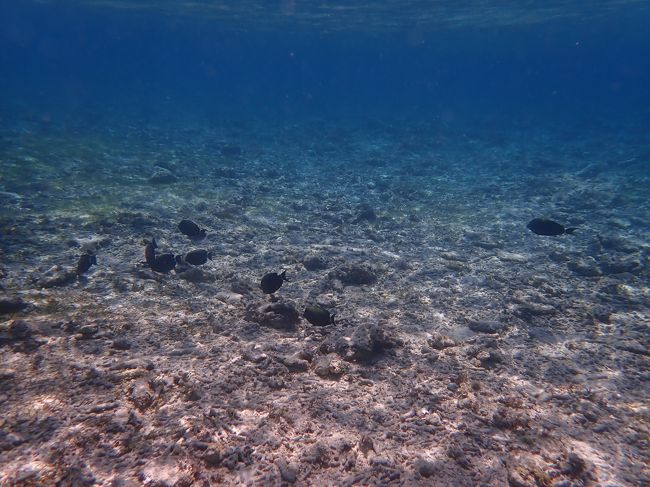暑いのでとっとと海へ。透明度最高～