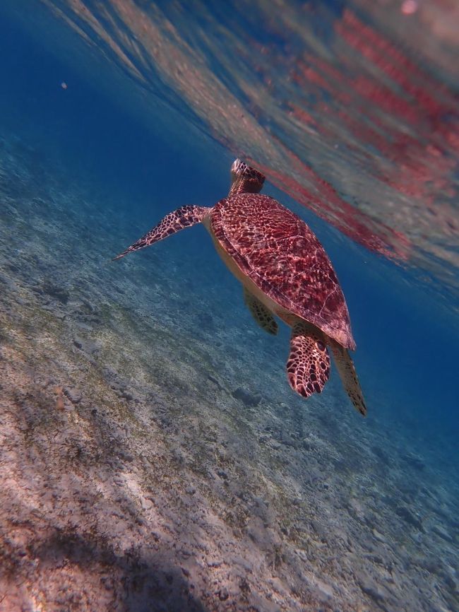 そして早速カメちゃん。