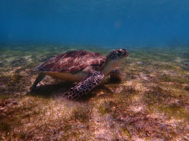 癒される～。海の中は異常なし！
