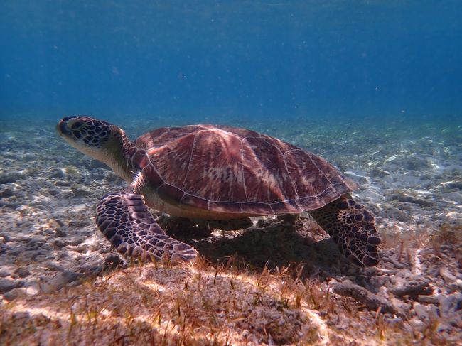 カメちゃん一人占めはよくないとおもい、母上と妹様を探すと二人とも真逆の方向に。。。