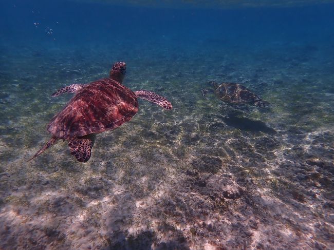 SAPをやってたサーフボードレンタル屋の兄ちゃんが妹様を呼んでくれ妹様が近づいてくる。