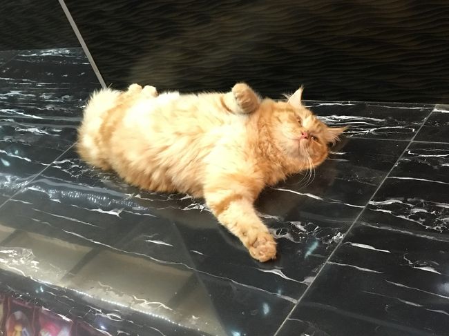 ホテルまでの道中もかわいいニャンコに癒され楽しい。自転車借りてたら気づけない