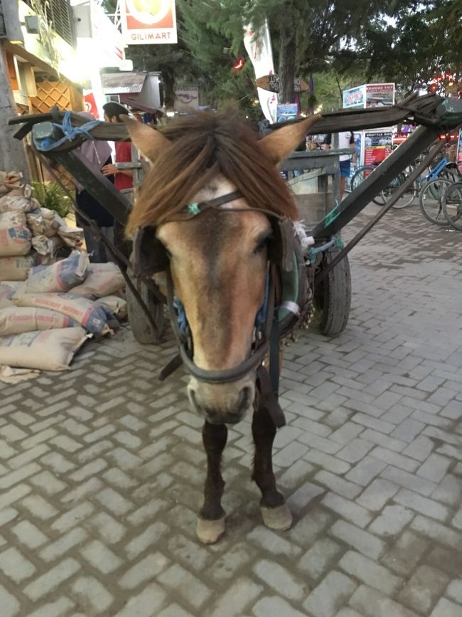 お馬さんの前髪は7:3。<br />震災後、観光客を島から一掃していた間、復興はもちろん、舗装、歩行者用道路を作ったり、整備され、多少歩きやすくなってた～。