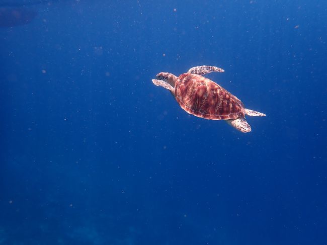 最後のカメちゃんを発見。今日は深いぞ～
